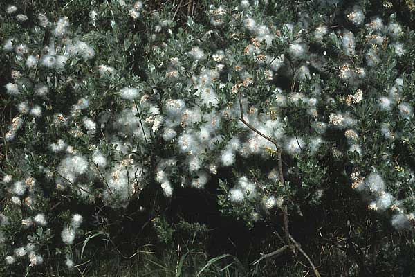 Salix repens subsp. arenaria \ Sand-Weide / Creeping Willow, D Insel/island Spiekeroog 11.6.1984