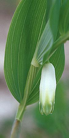 Polygonatum odoratum \ Salomonssiegel, Duftende Weiwurz / Angular Solomon's Seal, D Werbach 6.5.2006