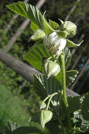 Rubus saxatilis \ Steinbeere / Stone Bramble, D Hüfingen 18.5.2007