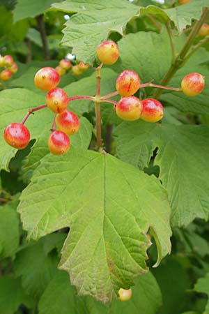 Viburnum opulus \ Gewhnlicher Schneeball, Wasser-Schneeball, D Walldorf 3.7.2009