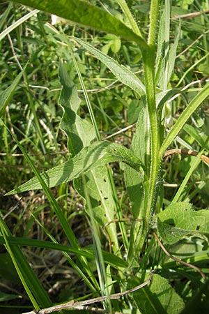 Symphytum bohemicum \ Weier Arznei-Beinwell / Bohemian Comfrey, D Graben-Neudorf 9.5.2011