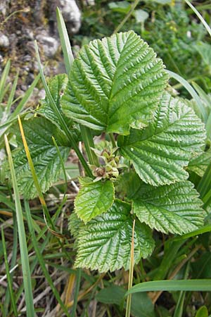 Rubus saxatilis \ Steinbeere / Stone Bramble, D Immenstadt 21.6.2011