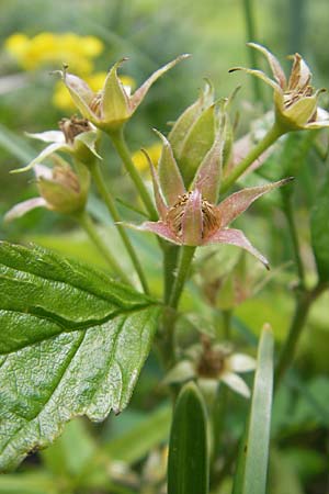 Rubus saxatilis \ Steinbeere / Stone Bramble, D Immenstadt 21.6.2011