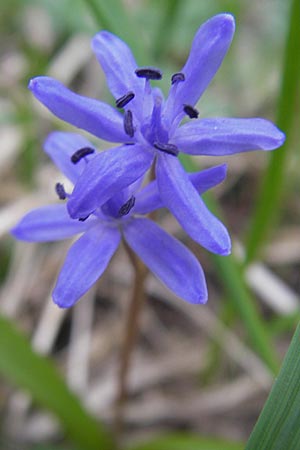 Scilla bifolia s.str. / Alpine Squill, D Ludwigshafen 29.3.2012