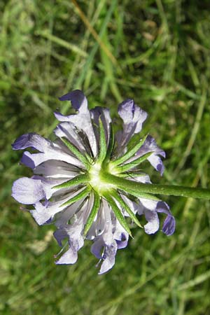 Scabiosa columbaria \ Tauben-Skabiose / Small Scabious, D Ketsch 21.7.2013