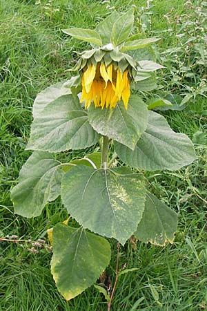 Helianthus annuus \ Sonnenblume, D Mannheim 9.9.2013