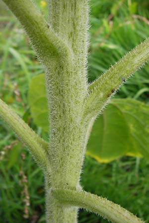 Helianthus annuus \ Sonnenblume, D Mannheim 9.9.2013