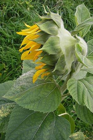 Helianthus annuus \ Sonnenblume, D Mannheim 9.9.2013