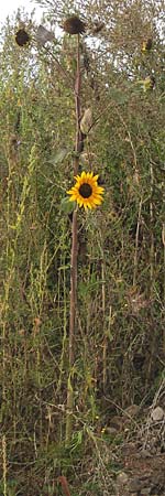 Helianthus annuus \ Sonnenblume / Sunflower, D Reilingen 11.9.2013