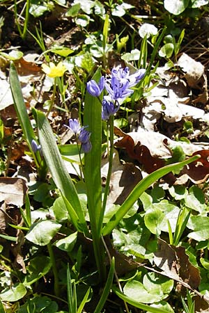 Scilla bifolia s.str. / Alpine Squill, D Wassertrüdingen-Obermögersheim 29.3.2014