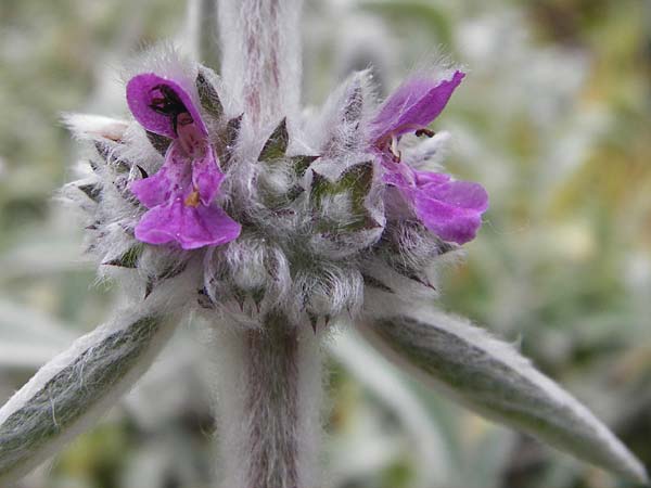 Stachys byzantina \ Woll-Ziest, Eselsohr / Lamb's Ear, D Weinheim an der Bergstraße, Botan. Gar.  Hermannshof 27.5.2014