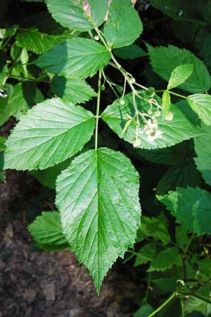 Rubus idaeus, Raspberry