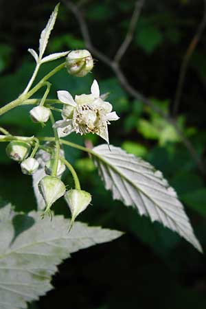 Rubus idaeus \ Himbeere / Raspberry, D Zwiesel 9.6.2014