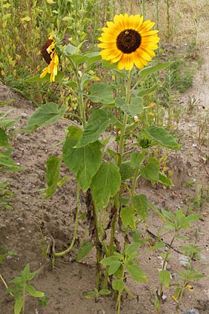 Helianthus annuus \ Sonnenblume, D Mannheim 16.7.2014