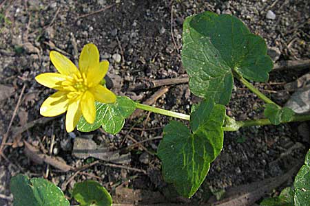 Ficaria verna \ Knllchen-Scharbockskraut / Lesser Celandine, D Weinheim an der Bergstraße 24.4.2006