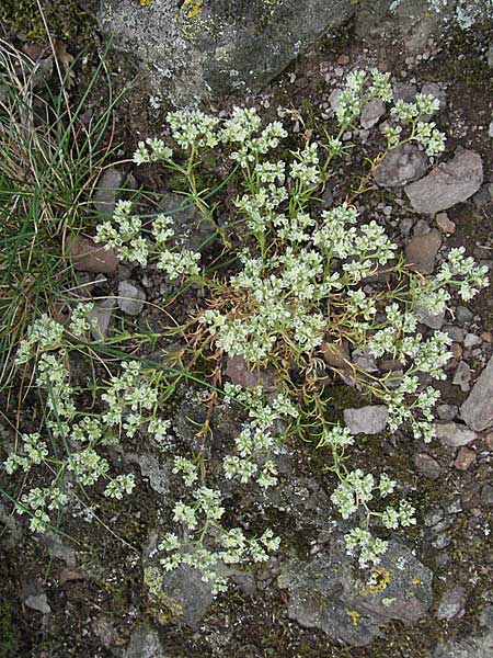 Scleranthus perennis \ Ausdauerndes Knuelkraut / Perennial Knawel, D Donnersberg 16.6.2006