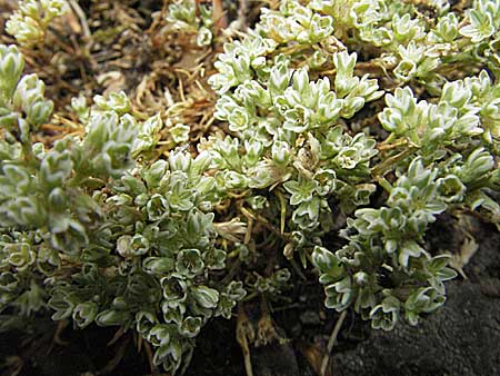 Scleranthus perennis \ Ausdauerndes Knuelkraut / Perennial Knawel, D Donnersberg 16.6.2006