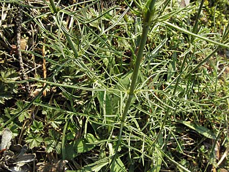 Scabiosa canescens \ Graue Skabiose, Duft-Skabiose / Fragrant Scabious, D Sandhausen 31.8.2006