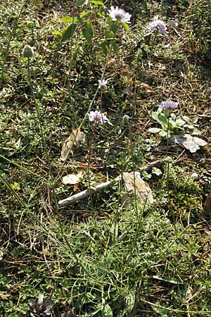 Scabiosa canescens \ Graue Skabiose, Duft-Skabiose / Fragrant Scabious, D Sandhausen 31.8.2006