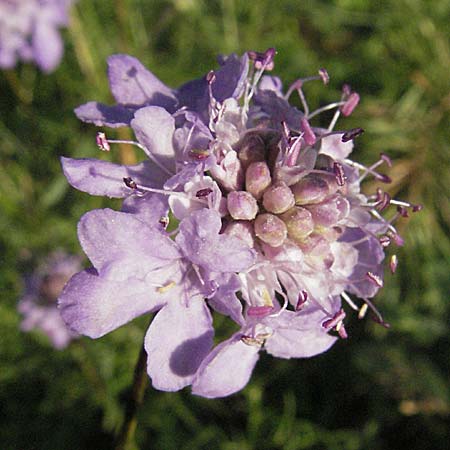 Scabiosa canescens \ Graue Skabiose, Duft-Skabiose, D Sandhausen 31.8.2006