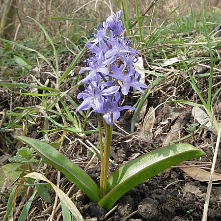 Scilla bifolia s.str., Zweiblättriger Blaustern