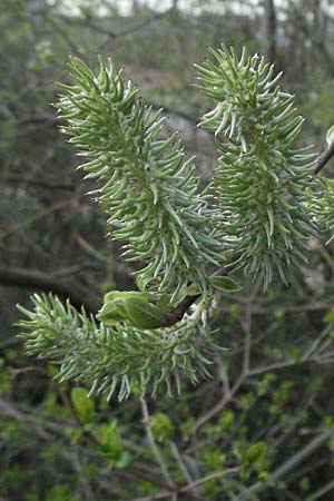 Salix cinerea \ Grau-Weide, Asch-Weide, D Weinheim an der Bergstraße 30.3.2007