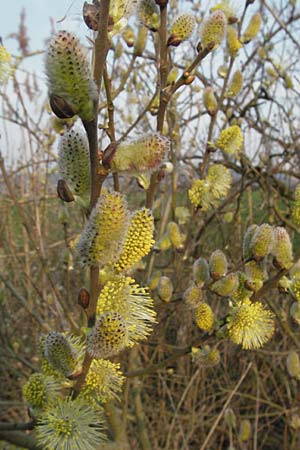 Salix cinerea \ Grau-Weide, Asch-Weide / Grey Willow, D Weinheim an der Bergstraße 30.3.2007