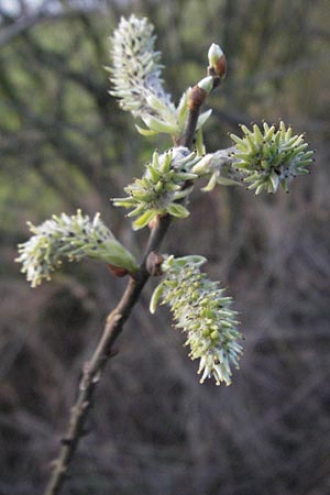 Salix cinerea \ Grau-Weide, Asch-Weide, D Weinheim an der Bergstraße 30.3.2007