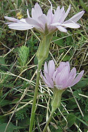 Scorzonera purpurea \ Purpur-Schwarzwurzel, D Neuleiningen 8.5.2007