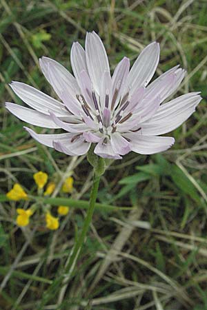 Scorzonera purpurea \ Purpur-Schwarzwurzel / Purple Viper's Grass, D Neuleiningen 8.5.2007