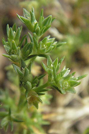 Scleranthus annuus \ Einjhriges Knuelkraut, D Odenwald, Birkenau 26.5.2007