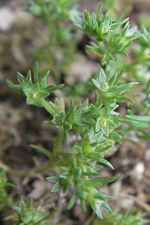 Scleranthus annuus, Annual Knawel