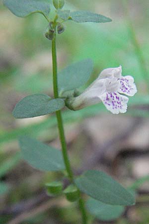 Scutellaria minor \ Kleines Helmkraut, D Mörfelden-Walldorf 6.8.2007