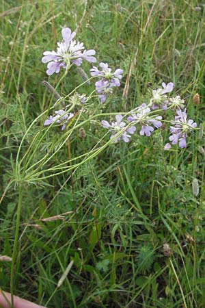 Scabiosa columbaria \ Tauben-Skabiose / Small Scabious, D Neuleiningen 3.7.2007