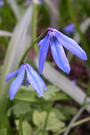 Scilla siberica agg. \ Sibirischer Blaustern / Siberian Squill, D Weinheim an der Bergstraße, Botan. Gar.  Hermannshof 31.3.2008