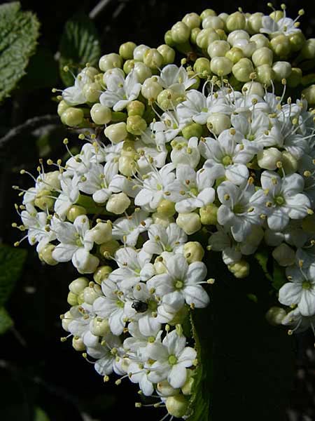 Viburnum lantana / Wayfaring Tree, D Rheinhessen, Flonheim 26.4.2008