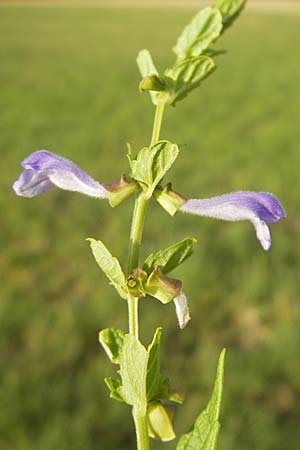 Scutellaria galericulata \ Sumpf-Helmkraut, Kappen-Helmkraut, D Hassloch 9.7.2009