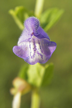 Scutellaria galericulata \ Sumpf-Helmkraut, Kappen-Helmkraut / Skullcap, D Hassloch 9.7.2009