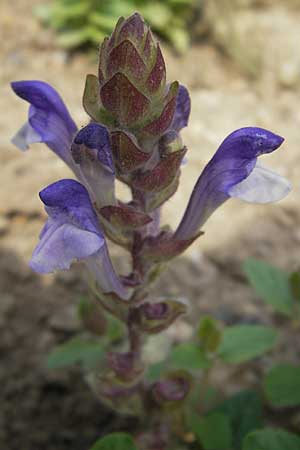 Scutellaria alpina \ Alpen-Helmkraut / Alpine Skullcap, D Botan. Gar.  Universit.  Mainz 11.7.2009