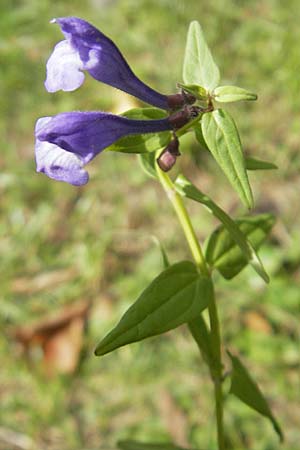 Scutellaria hastifolia \ Spieblttriges Helmkraut, D Groß-Gerau 1.9.2009