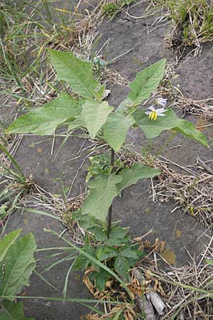 Solanum carolinense \ Carolina-Nachtschatten, D Mannheim 1.10.2009