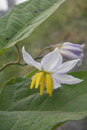 Solanum carolinense \ Carolina-Nachtschatten / Carolina Horsenettle, D Mannheim 1.10.2009