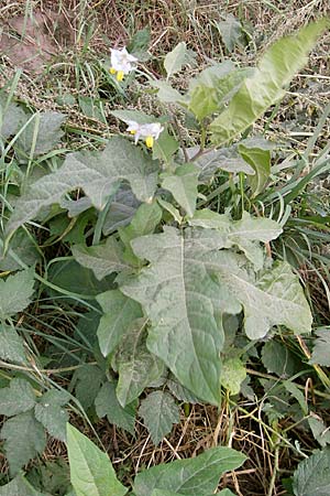 Solanum carolinense \ Carolina-Nachtschatten / Carolina Horsenettle, D Mannheim 4.10.2009