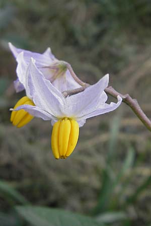 Solanum carolinense \ Carolina-Nachtschatten / Carolina Horsenettle, D Mannheim 4.10.2009