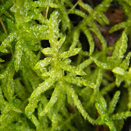 Scleropodium purum \ Gemeines Grnstngelmoos / Feather Moss, D Dinkelsbühl 9.10.2009