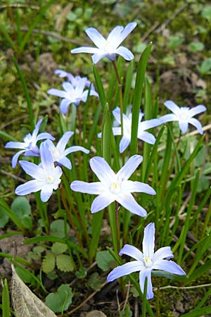 Scilla luciliae x siehei \ Hybrid-Sternhyazinthe / Hybrid Squill, D Botan. Gar.  Universit.  Heidelberg 1.4.2009