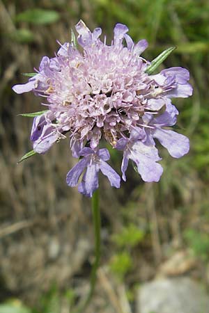 Scabiosa lucida subsp. lucida \ Glnzende Skabiose / Shining Scabious, D Oberstdorf 22.6.2011