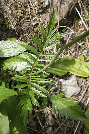 Scabiosa lucida subsp. lucida \ Glnzende Skabiose, D Oberstdorf 22.6.2011