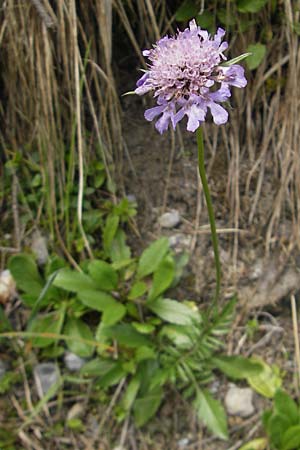 Scabiosa lucida subsp. lucida \ Glnzende Skabiose / Shining Scabious, D Oberstdorf 22.6.2011