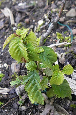 Sorbus cochleariformis \ Lffelblttrige Mehlbeere / Spoon-Leaved Whitebeam, D Botan. Gar.  Universit.  Regensburg 5.8.2011